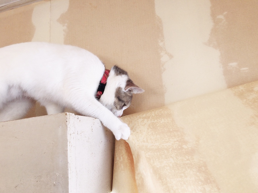 古い壁紙を剥がす 壁紙 張り替え DIY セルフ リフォーム 猫のいる暮らし 初心者 ねこつき一戸建て 築40年の戸建てDIYリノベーションと 猫との暮らし