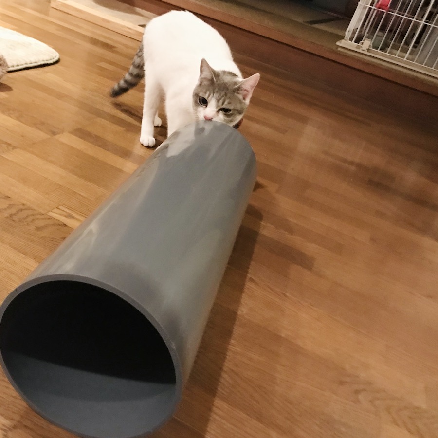 猫トンネル 作り方,猫のいる生活,DIY ねこトンネル