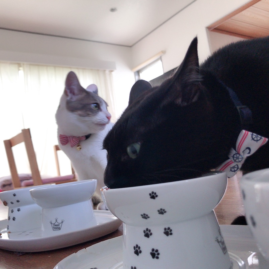 猫との暮らし 陶器 猫の食器