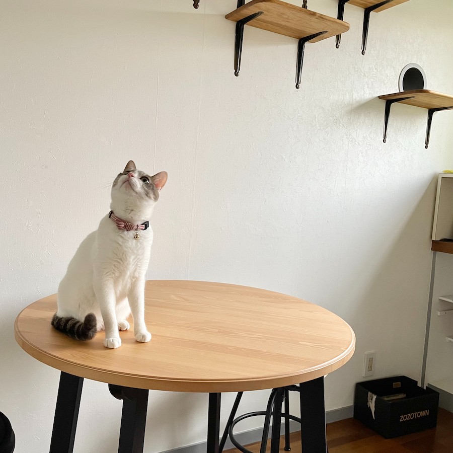 IKEAで通販 猫カフェ作り 「おうちカフェ」│ねこつき一戸建て