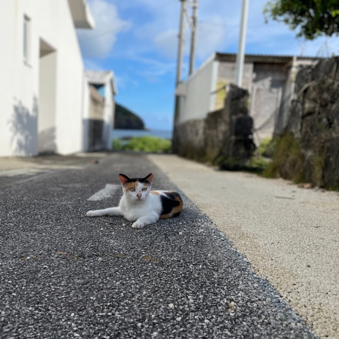 猫の島 阿嘉島 慶良間諸島 ねこ